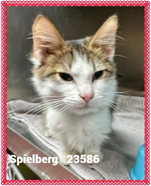 Enlarge SPIELBERG, a Adopted mixed breed in Marietta, GA image 3/6