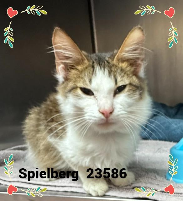 Enlarge SPIELBERG, a Adopted mixed breed in Marietta, GA image 5/6