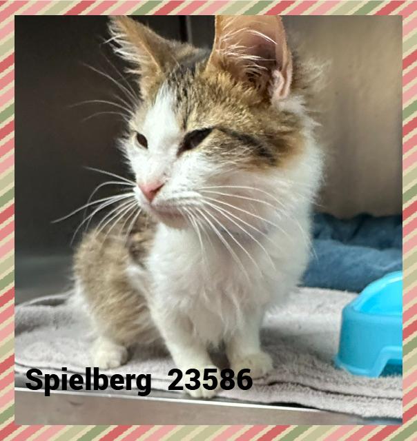 Enlarge SPIELBERG, a Adopted mixed breed in Marietta, GA image 2/6