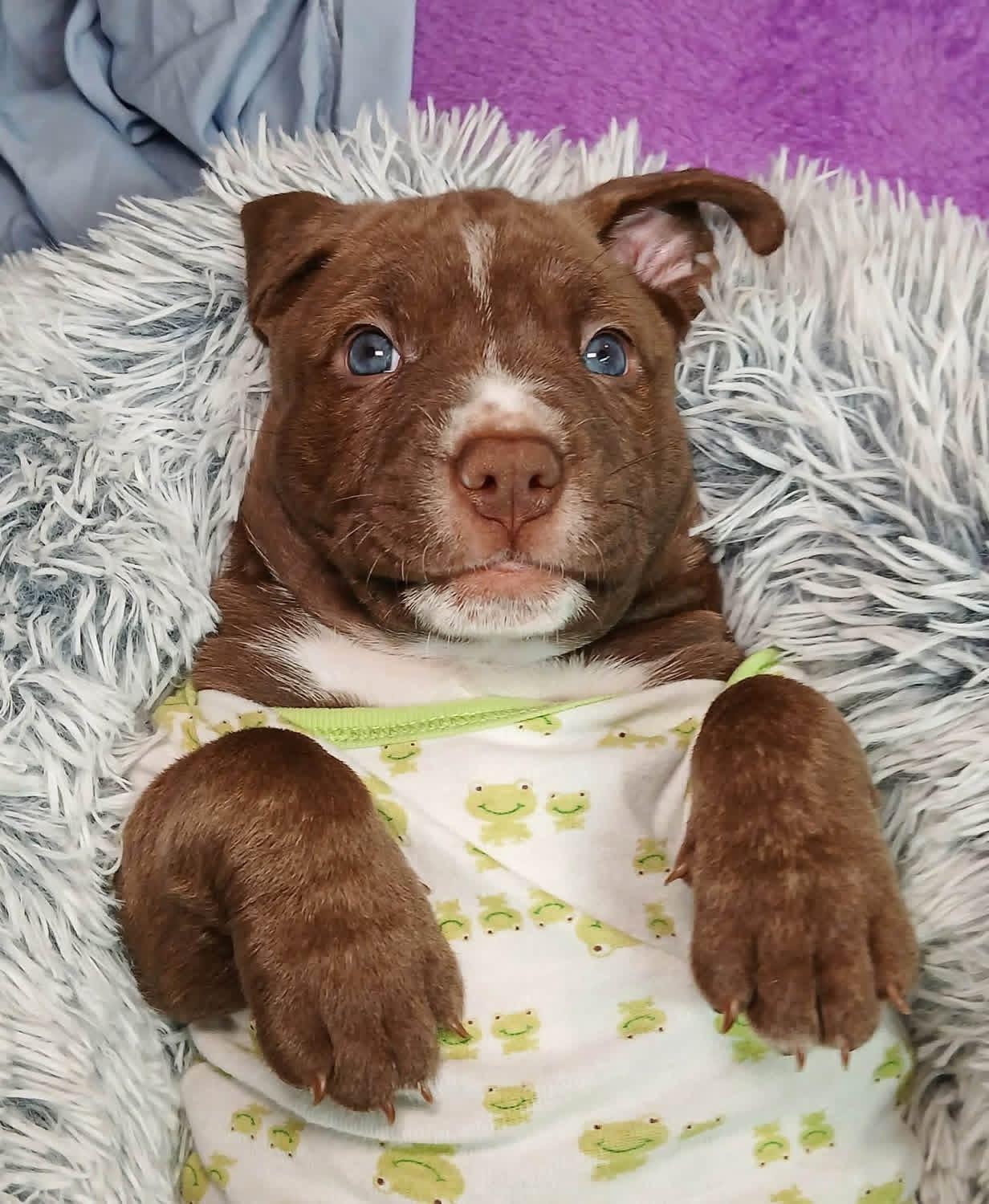 Enlarge Phoenix, a Adopted mixed breed in O'Fallon, MO image 3/6