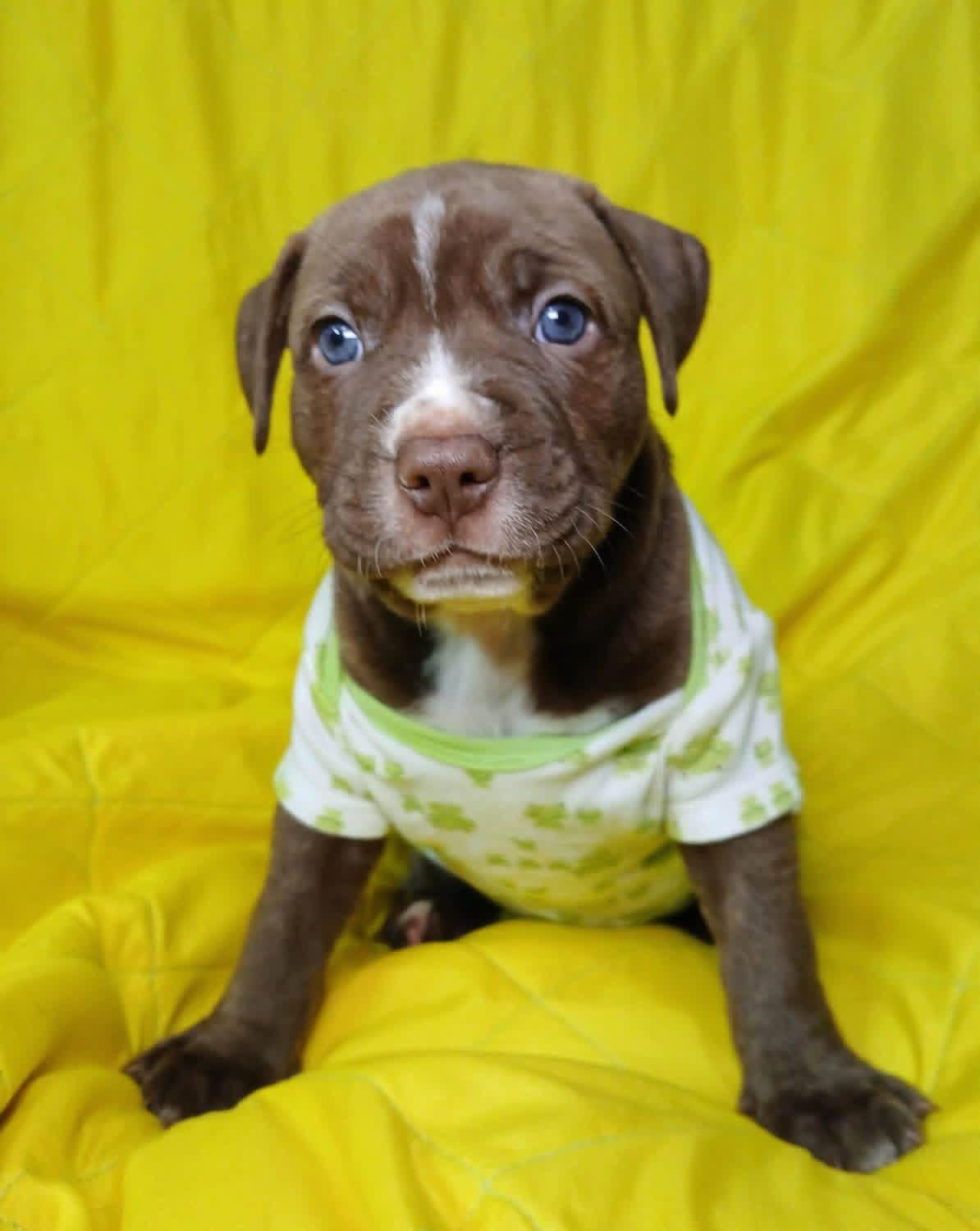 Enlarge Phoenix, a Adopted mixed breed in O'Fallon, MO image 5/6