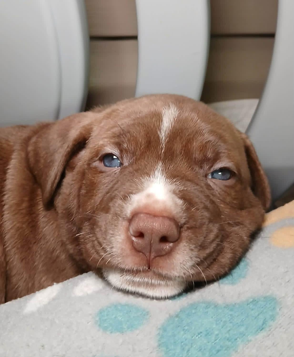 Enlarge Phoenix, a Adopted mixed breed in O'Fallon, MO image 6/6