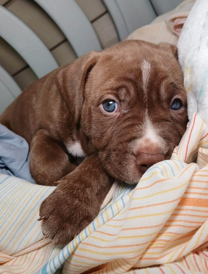 Phoenix, Adopted, Puppy Male Labrador Retriever & American Staffordshire Terrier.