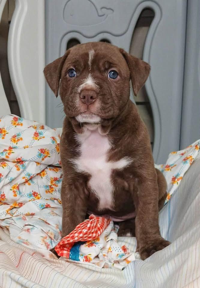 Enlarge Phoenix, a Adopted mixed breed in O'Fallon, MO image 2/6