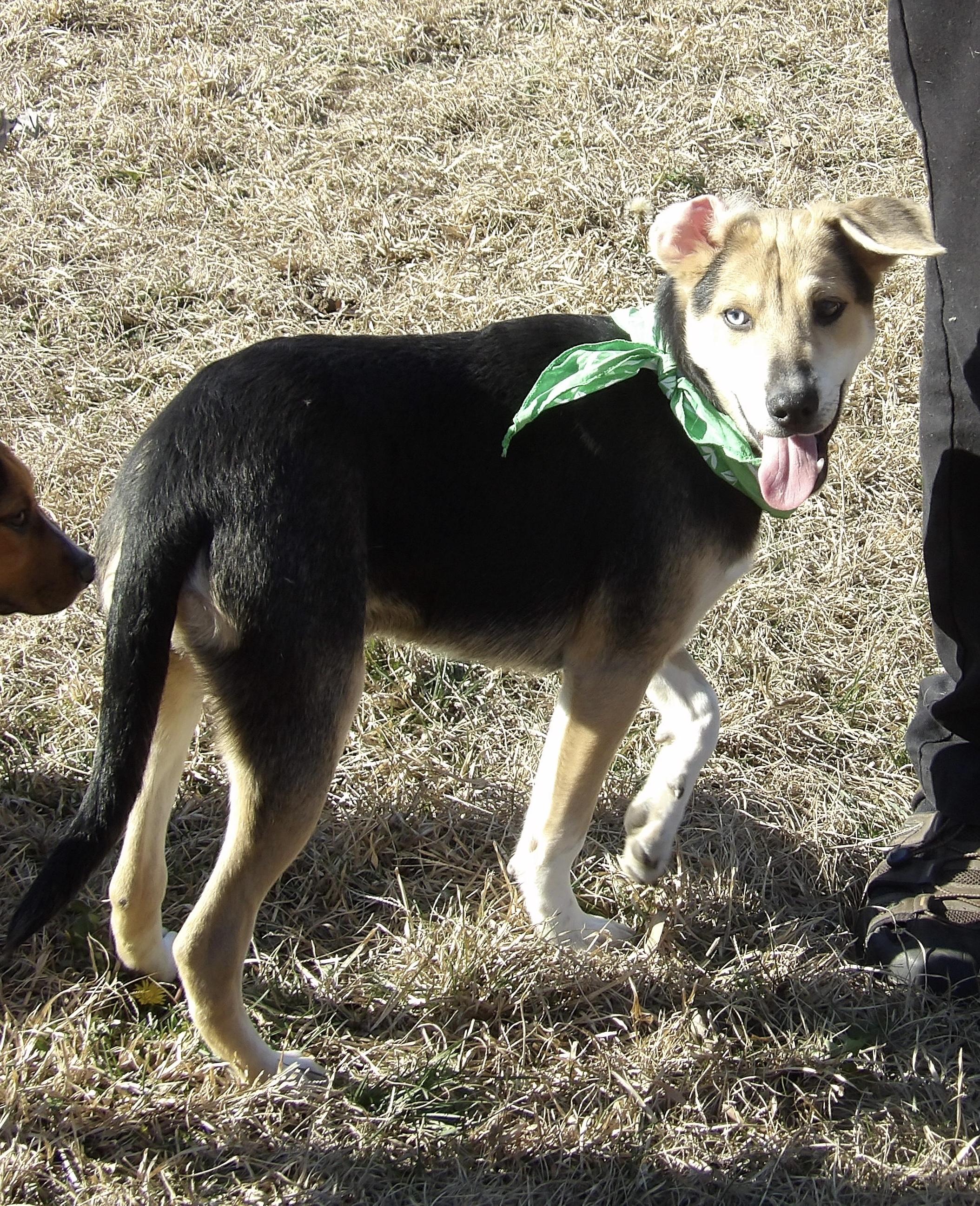 Gizmo, Adoptable, Puppy Male Mixed Breed.