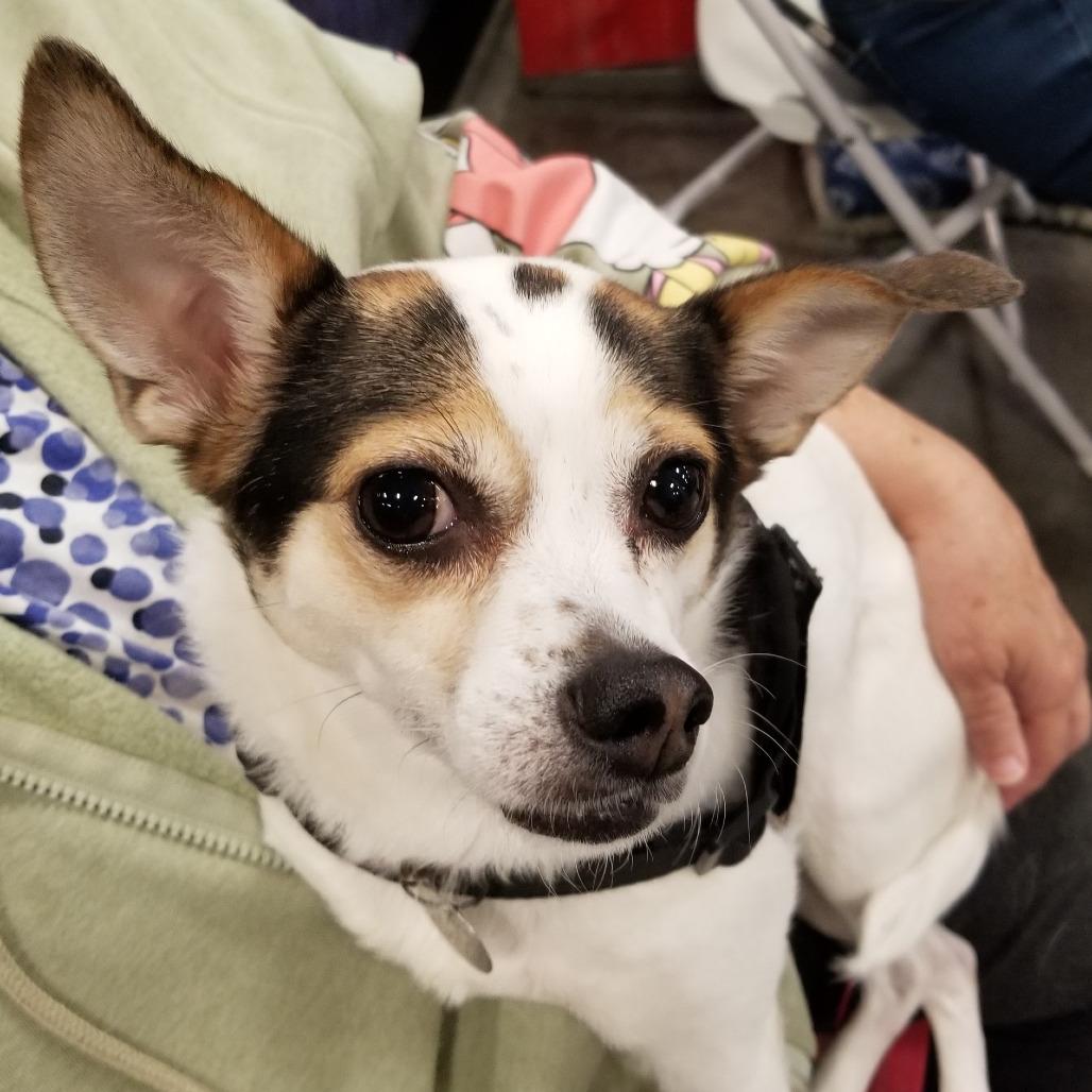 Sissy/Bindi chi, Adoptable, Adult Female Chihuahua & Rat Terrier.