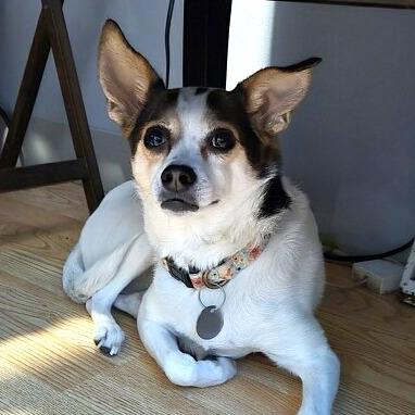 Sissy/Bindi chi, a Adoptable mixed breed in Festus, MO image 2/4