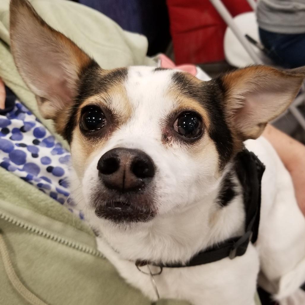 Sissy/Bindi chi, a Adoptable mixed breed in Festus, MO image 3/4