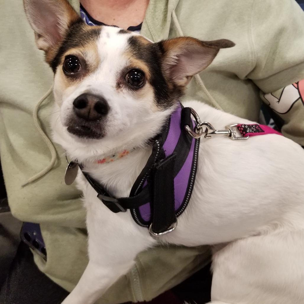 Sissy/Bindi chi, a Adoptable mixed breed in Festus, MO image 4/4