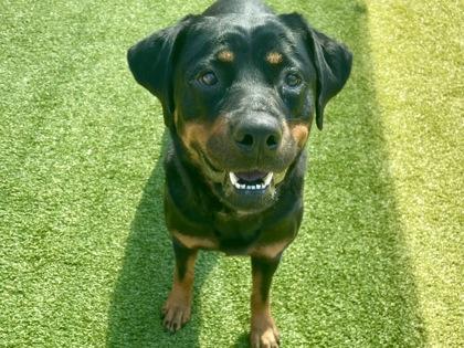 Jolene, Adoptable, Adult Female Rottweiler & Mixed Breed.