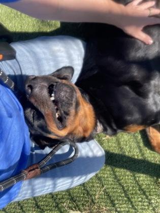 Enlarge Jolene, a Adoptable mixed breed in Independence, MO image 2/3