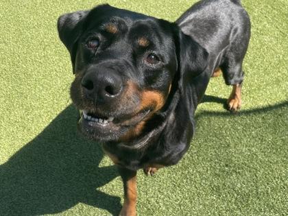Enlarge Jolene, a Adoptable mixed breed in Independence, MO image 3/3