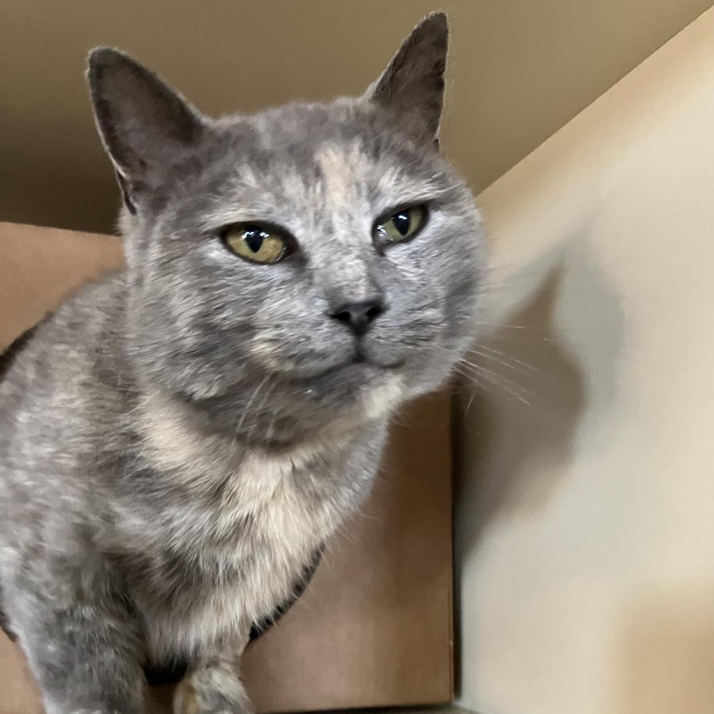 Kylee, Adoptable, Adult Female Domestic Short Hair.