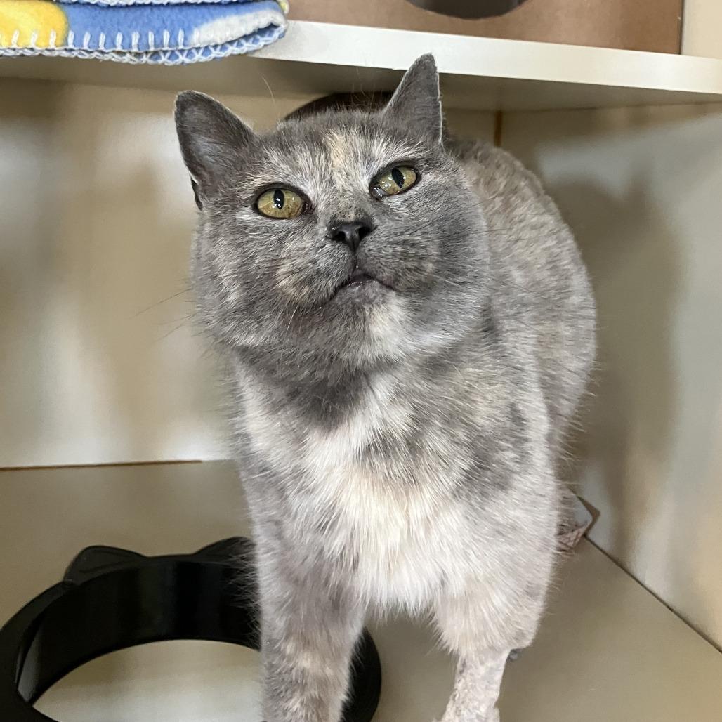 Enlarge Kylee, a Adoptable Domestic Short Hair in Idaho Falls, ID image 2/6