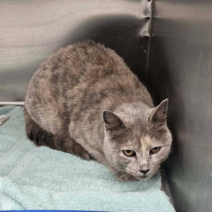 Enlarge Kylee, a Adoptable Domestic Short Hair in Idaho Falls, ID image 4/6