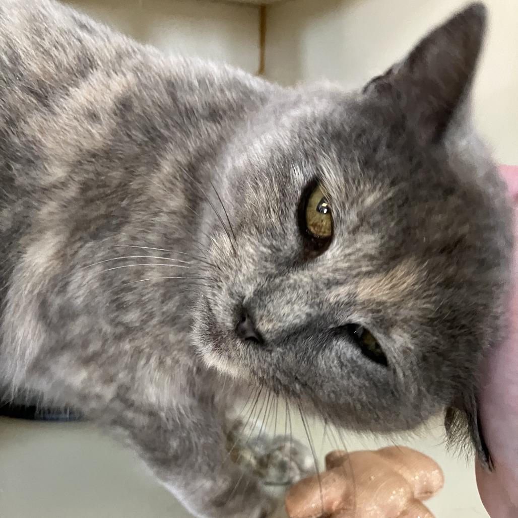 Enlarge Kylee, a Adoptable Domestic Short Hair in Idaho Falls, ID image 5/6