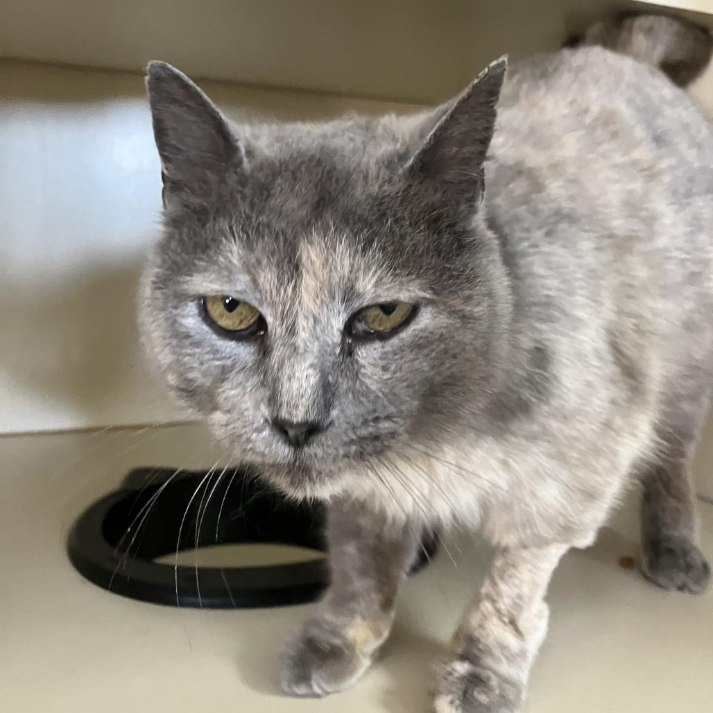 Enlarge Kylee, a Adoptable Domestic Short Hair in Idaho Falls, ID image 6/6