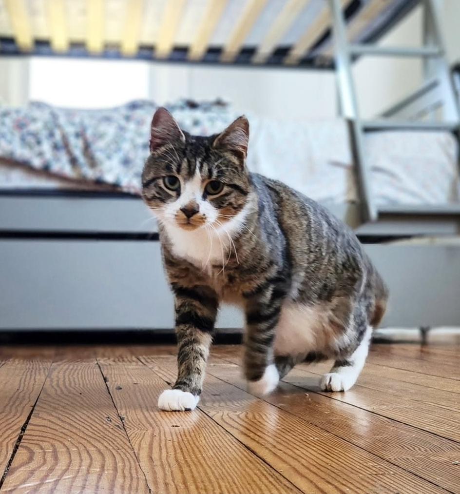 Collin, ADOPTABLE, Young Male Domestic Short Hair.