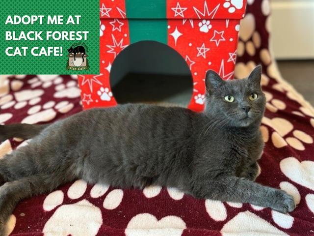 FAY, Adoptable, Young Female Domestic Short Hair.