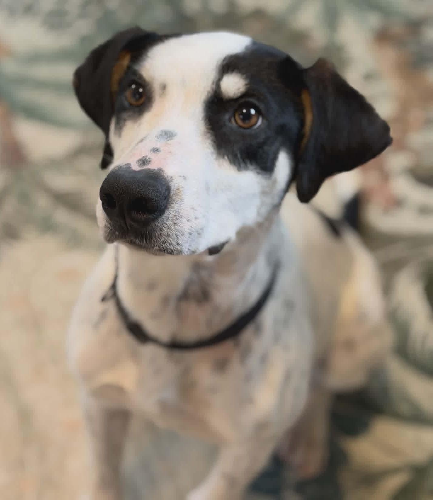 Enlarge Jackson, amazing baby needs a playmate, a Adoptable mixed breed in Bonney Lake, WA image 1/2