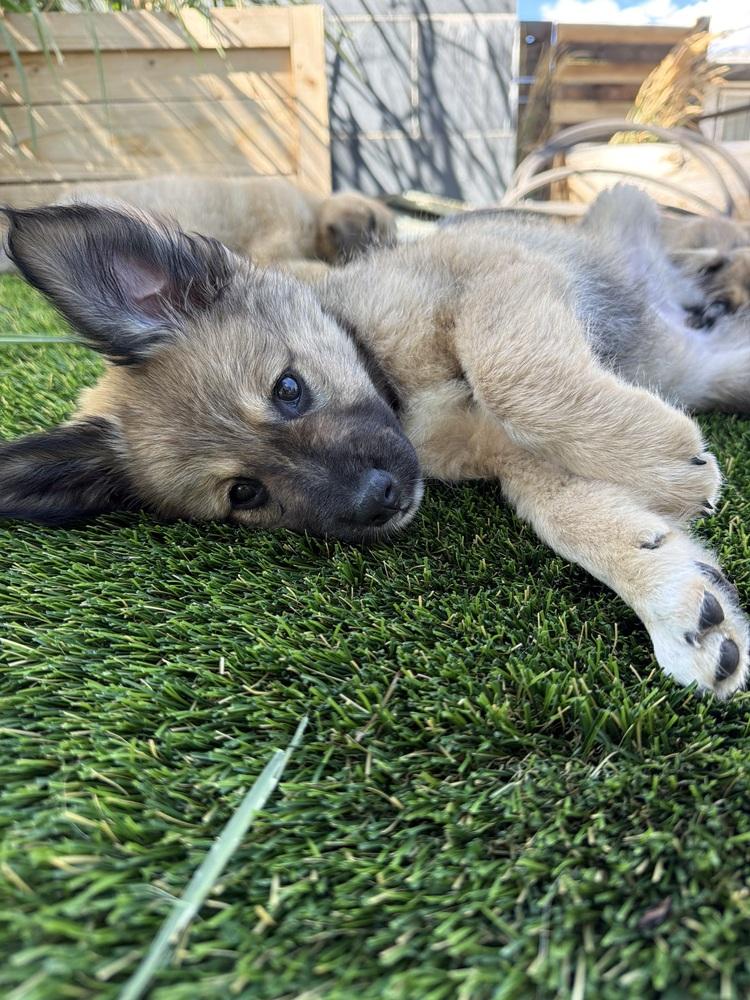 Enlarge River, a Adoptable mixed breed in Denver, CO image 2/3