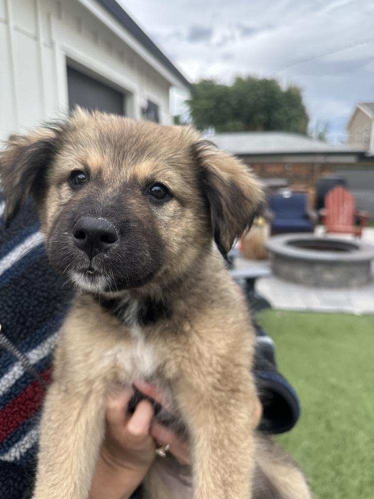 Enlarge River, a Adoptable mixed breed in Denver, CO image 3/3