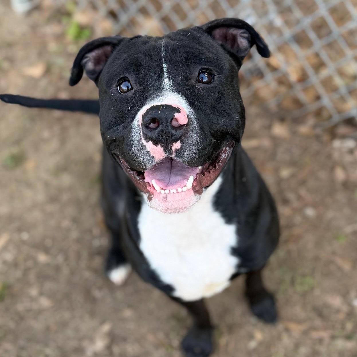 Enlarge Apollo, a ADOPTABLE Mixed Breed in Summerdale, AL image 1/1