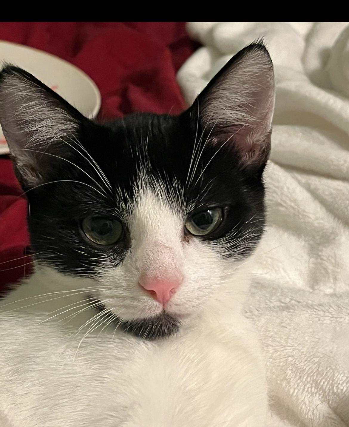 Beck, a Adoptable Domestic Short Hair in Avon, OH image 1/5