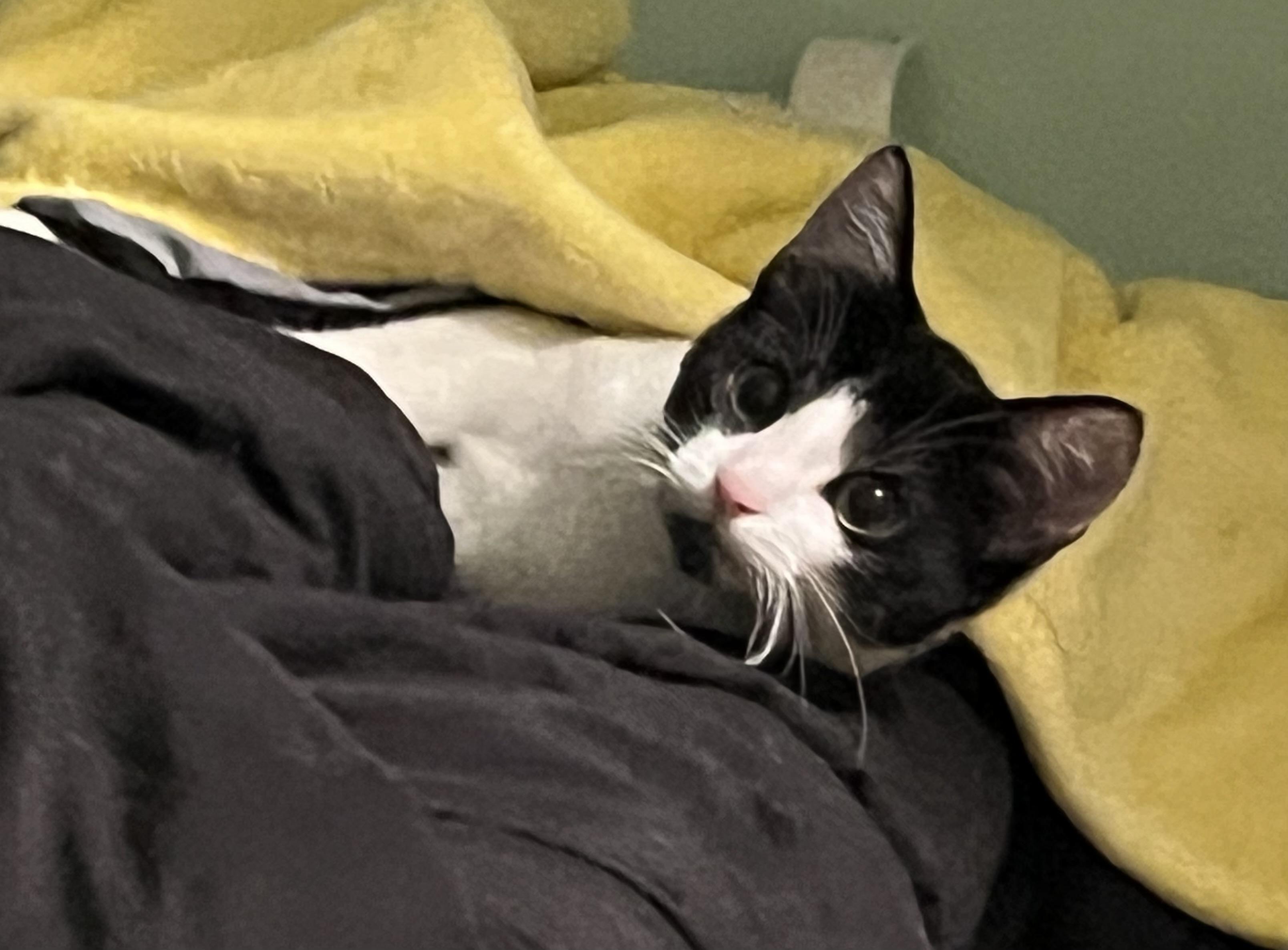 Beck, a Adoptable Domestic Short Hair in Avon, OH image 5/5