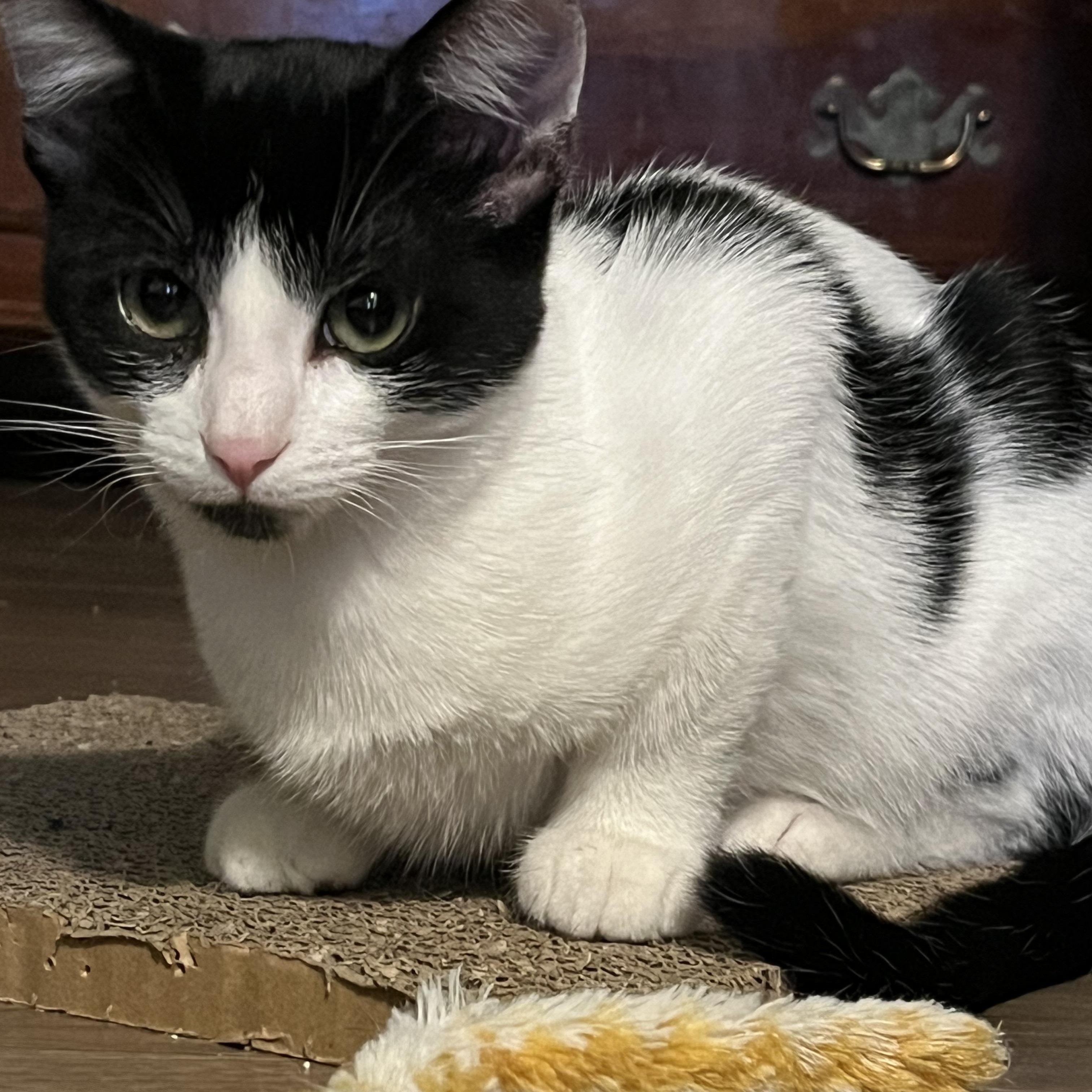 Beck, a Adoptable Domestic Short Hair in Avon, OH image 4/5