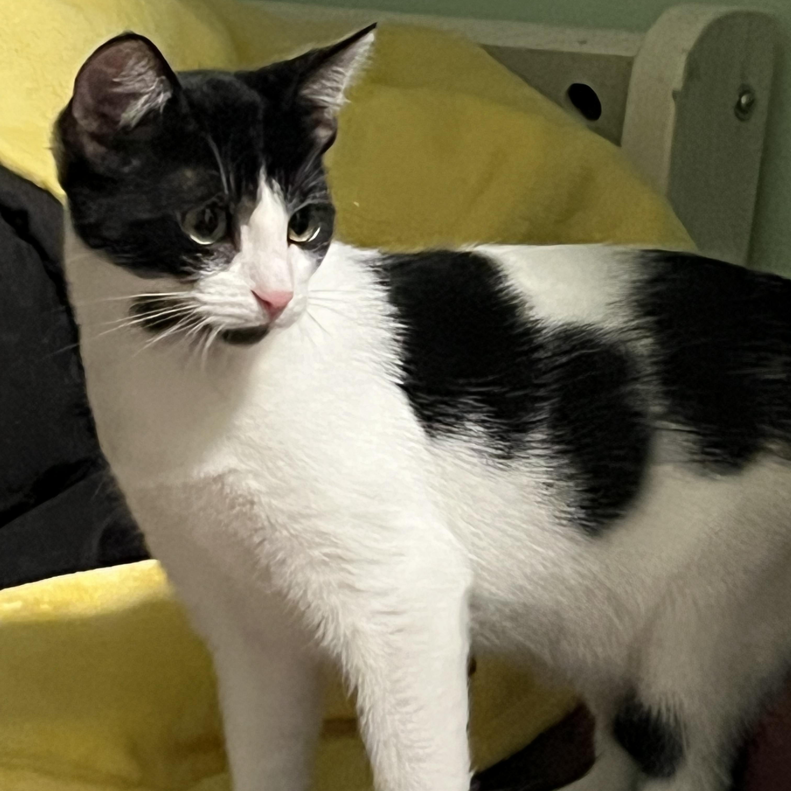 Beck, a Adoptable Domestic Short Hair in Avon, OH image 3/5