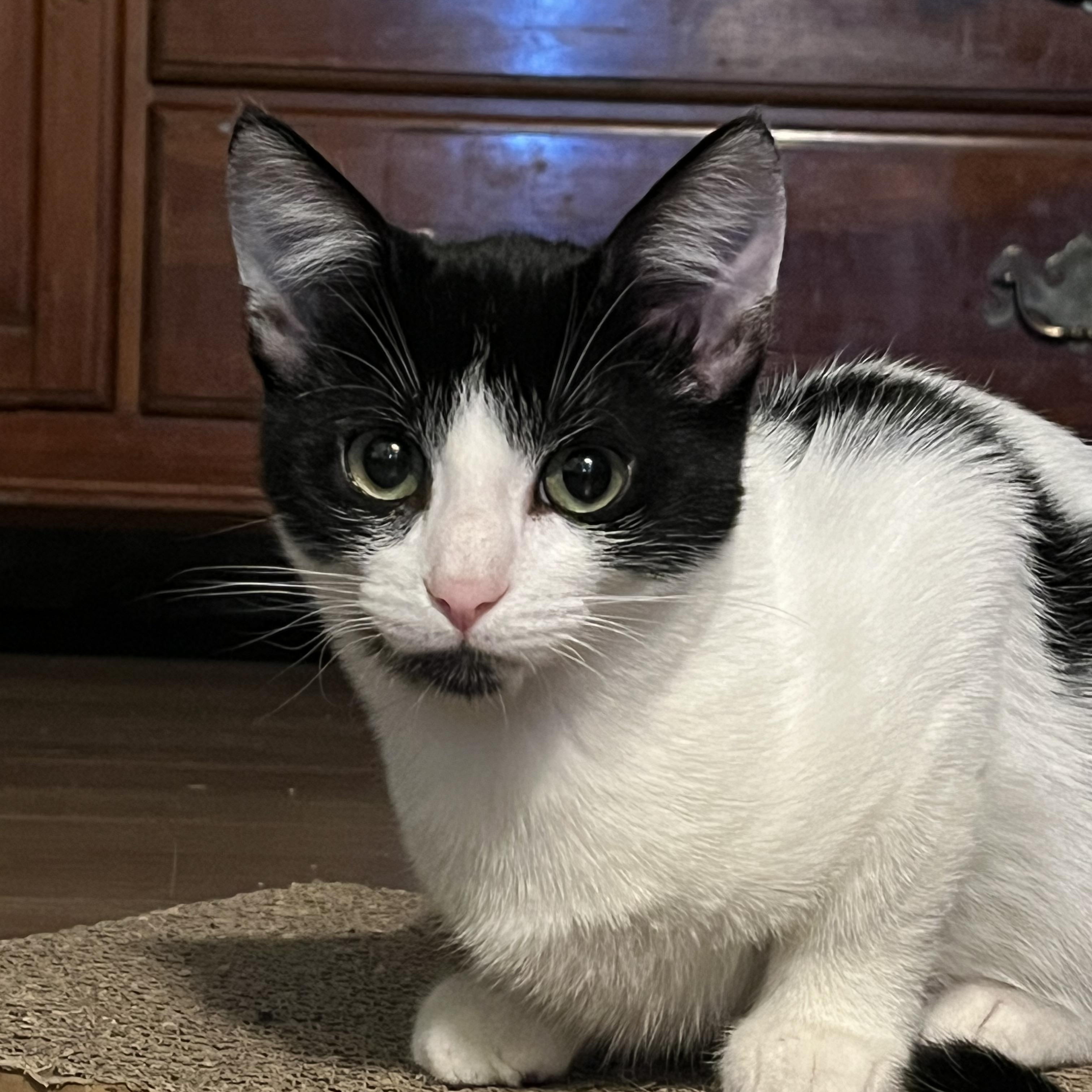 Beck, a Adoptable Domestic Short Hair in Avon, OH image 2/5