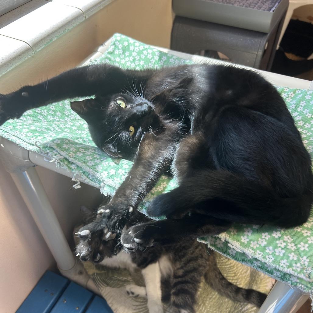 Kid, a Adoptable Domestic Short Hair in Port Richey, FL image 1/6