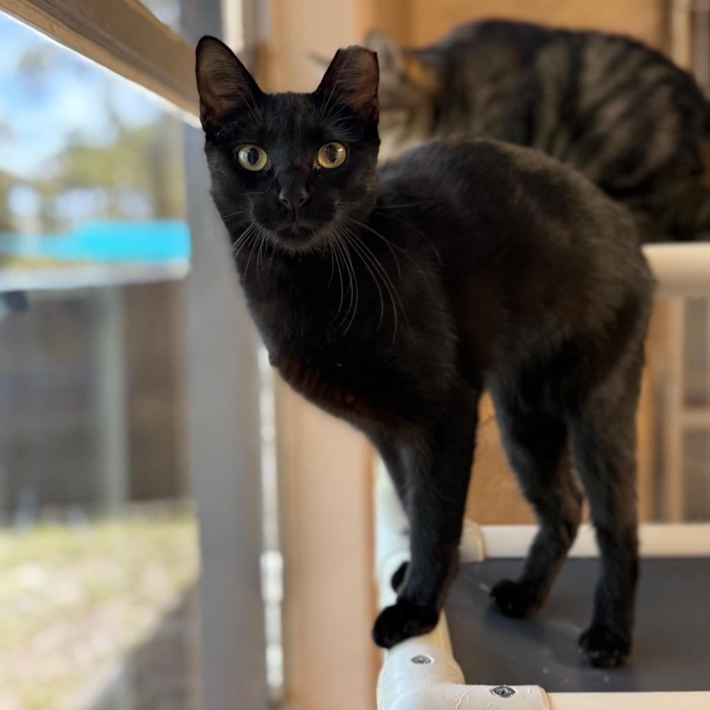 Kid, a Adoptable Domestic Short Hair in Port Richey, FL image 2/6