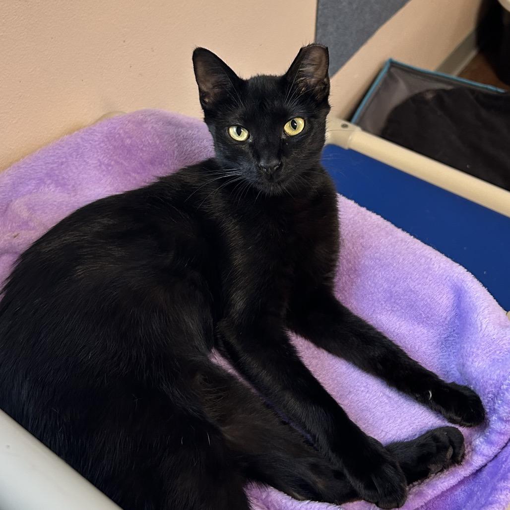 Kid, a Adoptable Domestic Short Hair in Port Richey, FL image 3/6