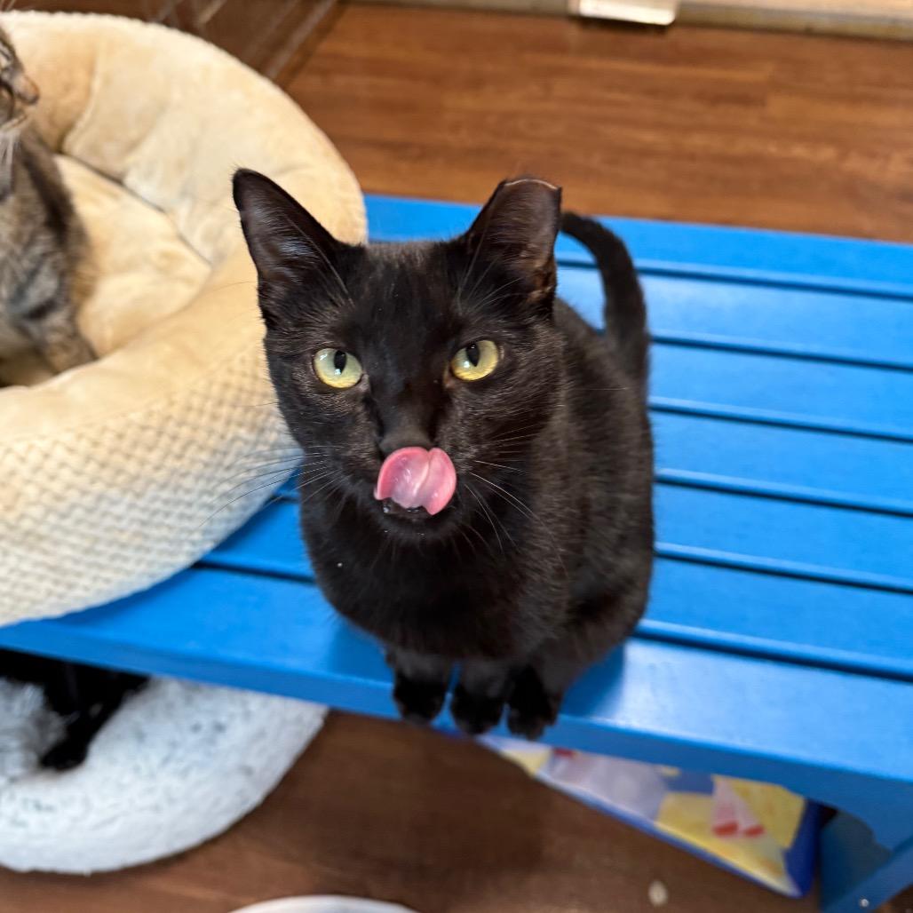Kid, a Adoptable Domestic Short Hair in Port Richey, FL image 4/6