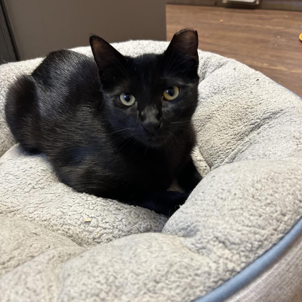 Kid, a Adoptable Domestic Short Hair in Port Richey, FL image 5/6