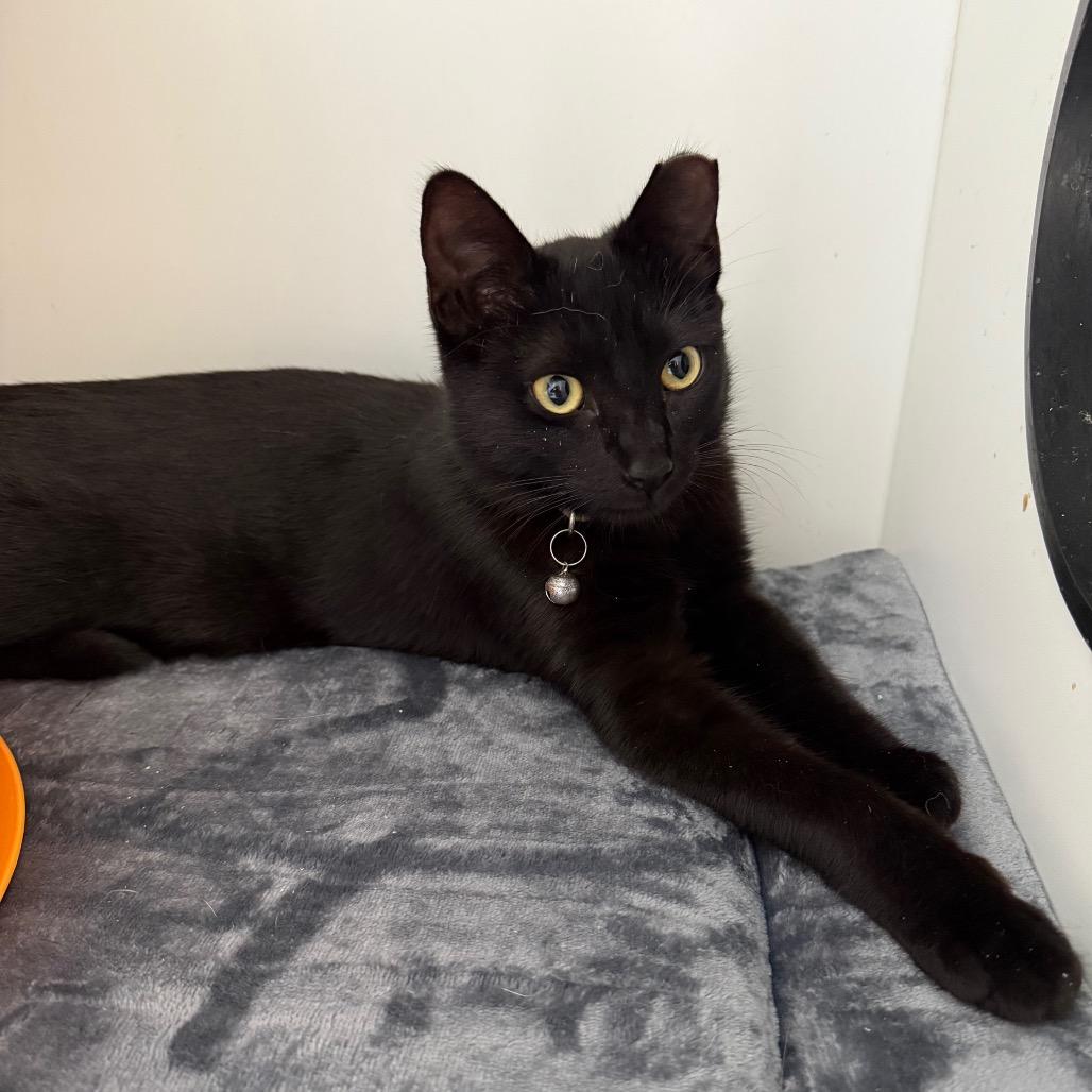 Kid, a Adoptable Domestic Short Hair in Port Richey, FL image 6/6