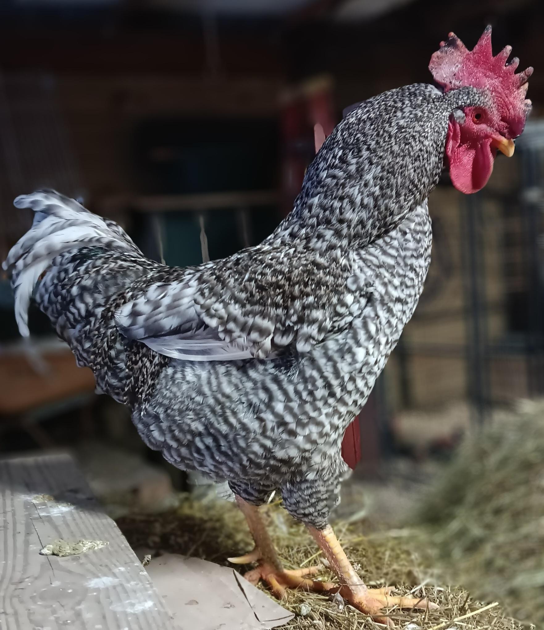 Enlarge Feathered boys, a Adoptable Chicken in Diamond, OH image 1/2