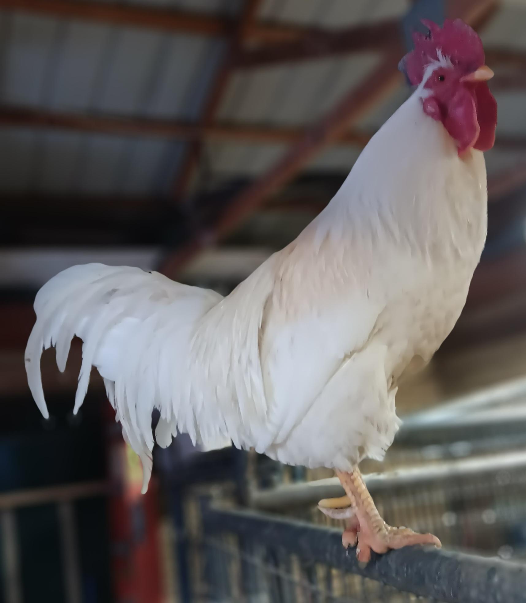Enlarge Feathered boys, a Adoptable Chicken in Diamond, OH image 2/2