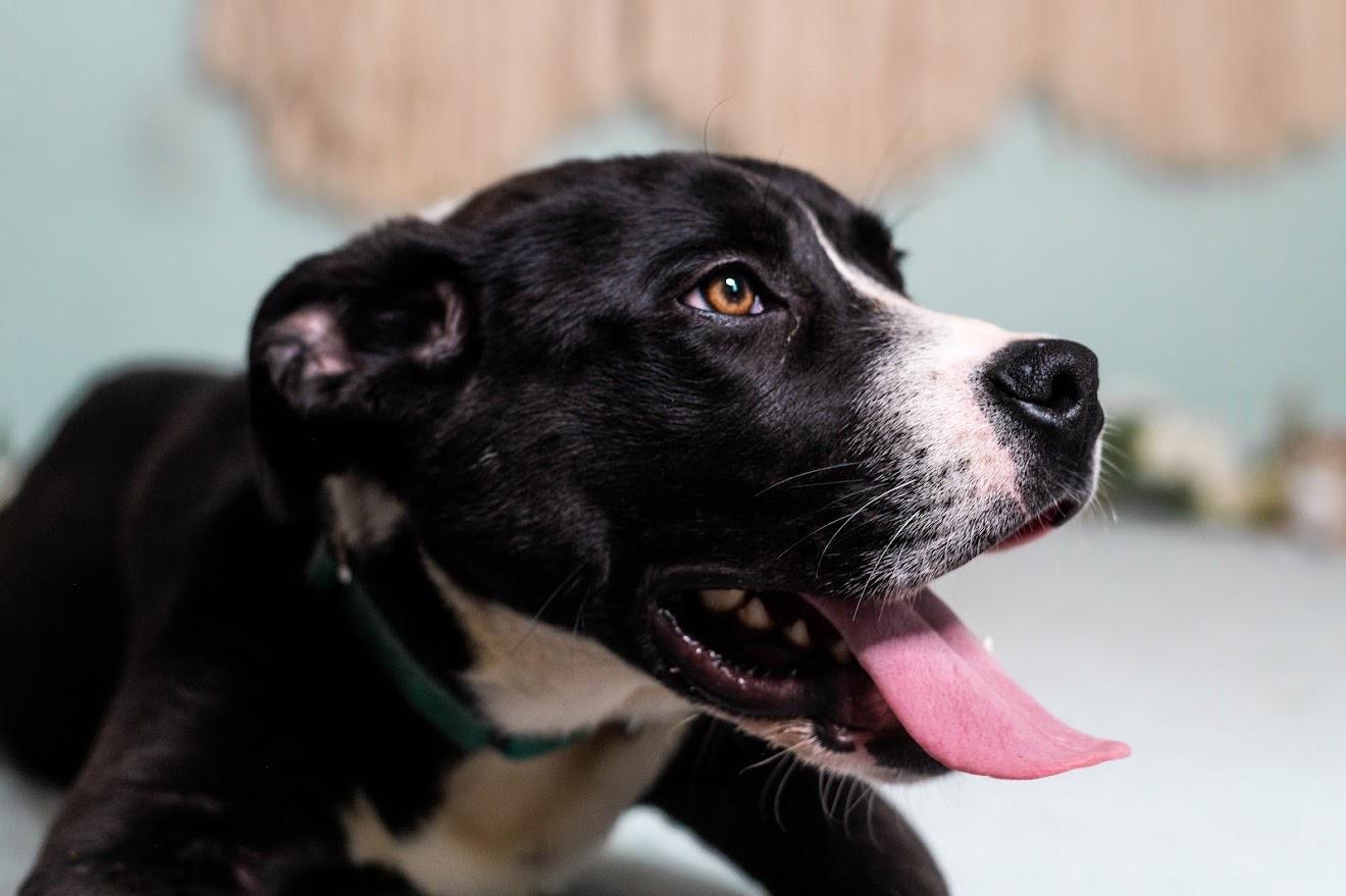 Enlarge Ash, a ADOPTABLE mixed breed in Manhasset, NY image 2/5