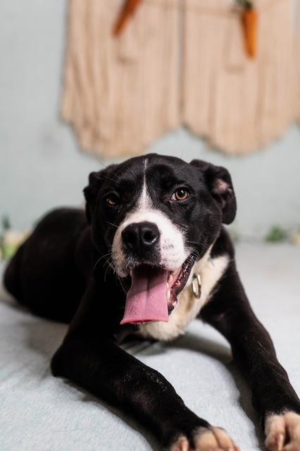 Enlarge Ash, a ADOPTABLE mixed breed in Manhasset, NY image 3/5