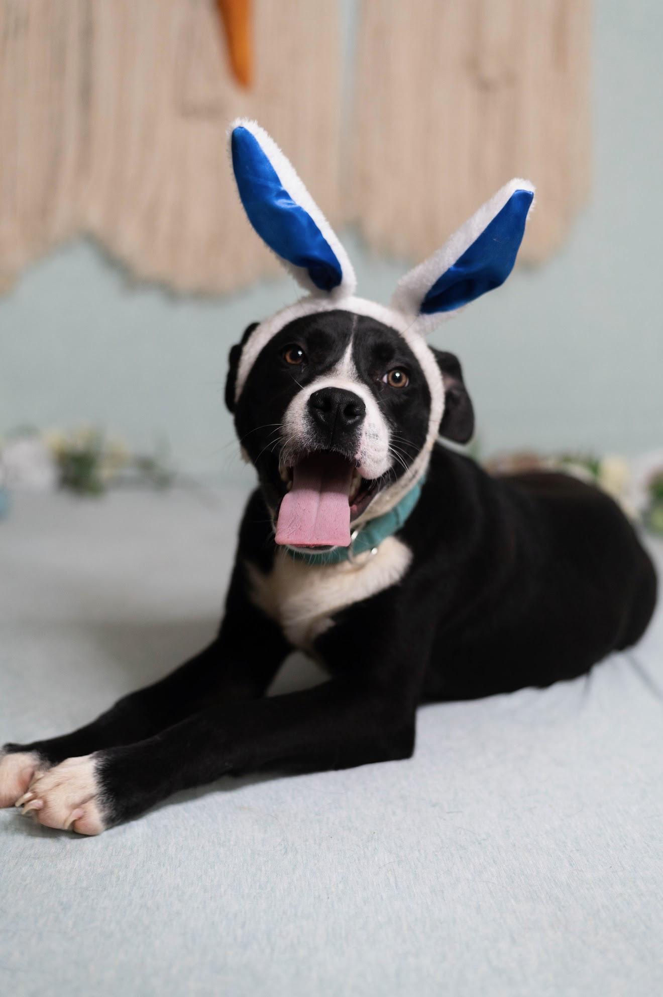 Ash, ADOPTABLE, Puppy Male Labrador Retriever & American Staffordshire Terrier.