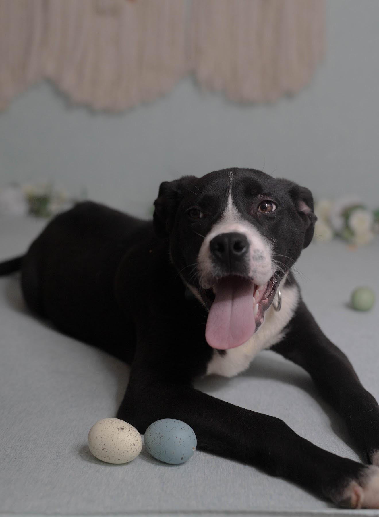 Enlarge Ash, a ADOPTABLE mixed breed in Manhasset, NY image 5/5