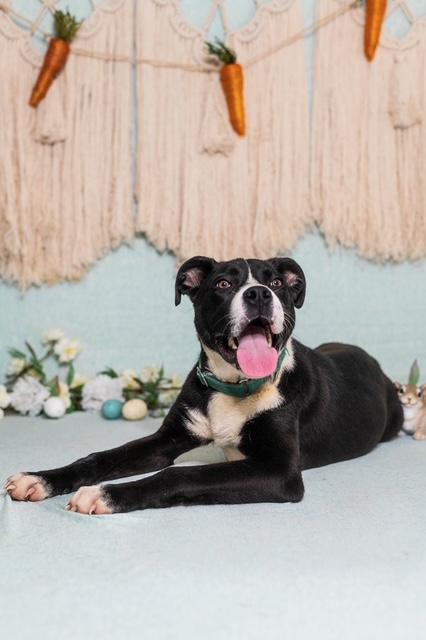 Enlarge Ash, a ADOPTABLE mixed breed in Manhasset, NY image 4/5