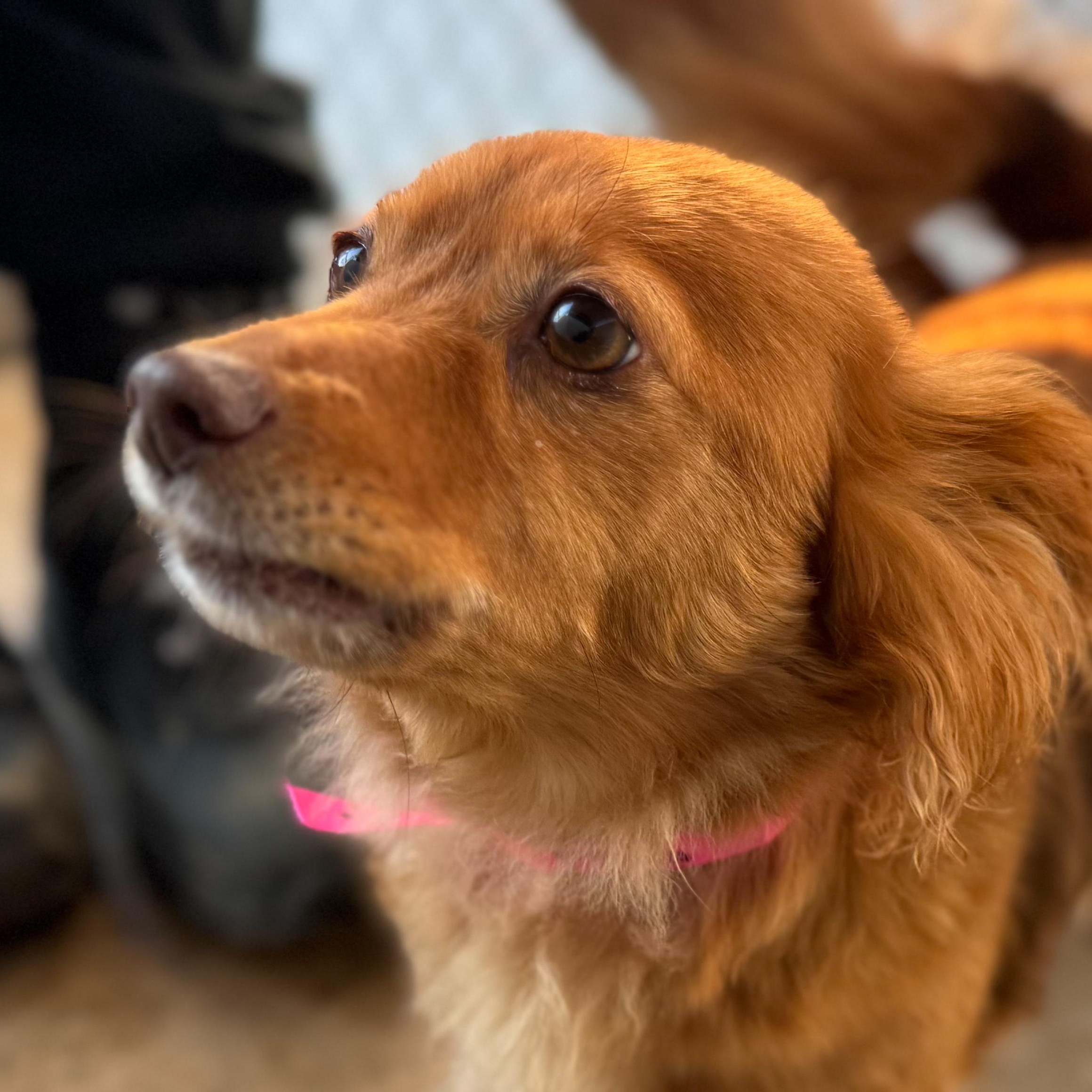 Enlarge FOXIE, a Adoptable mixed breed in Fresno, CA image 4/6