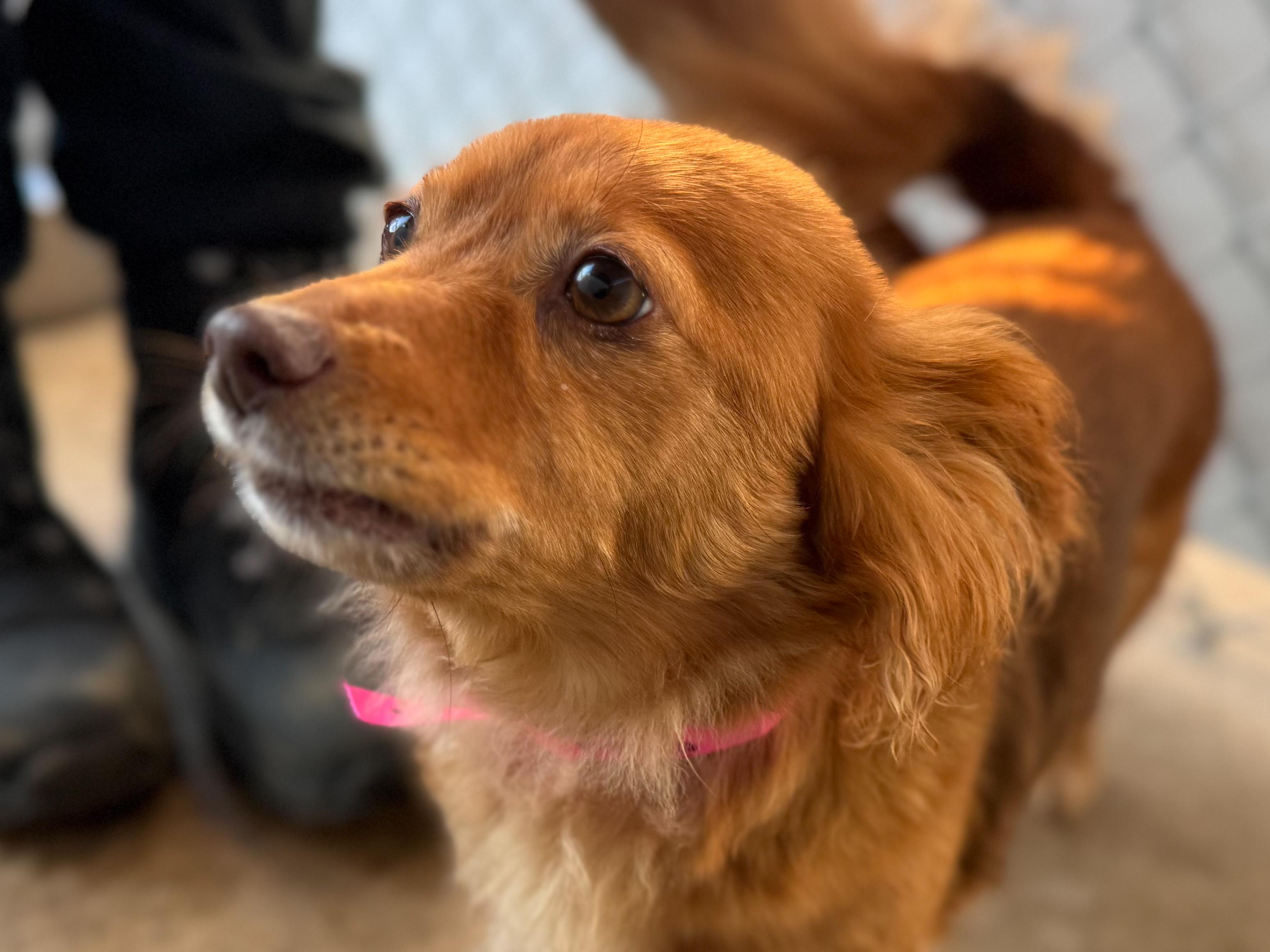 Enlarge FOXIE, a Adoptable mixed breed in Fresno, CA image 2/4