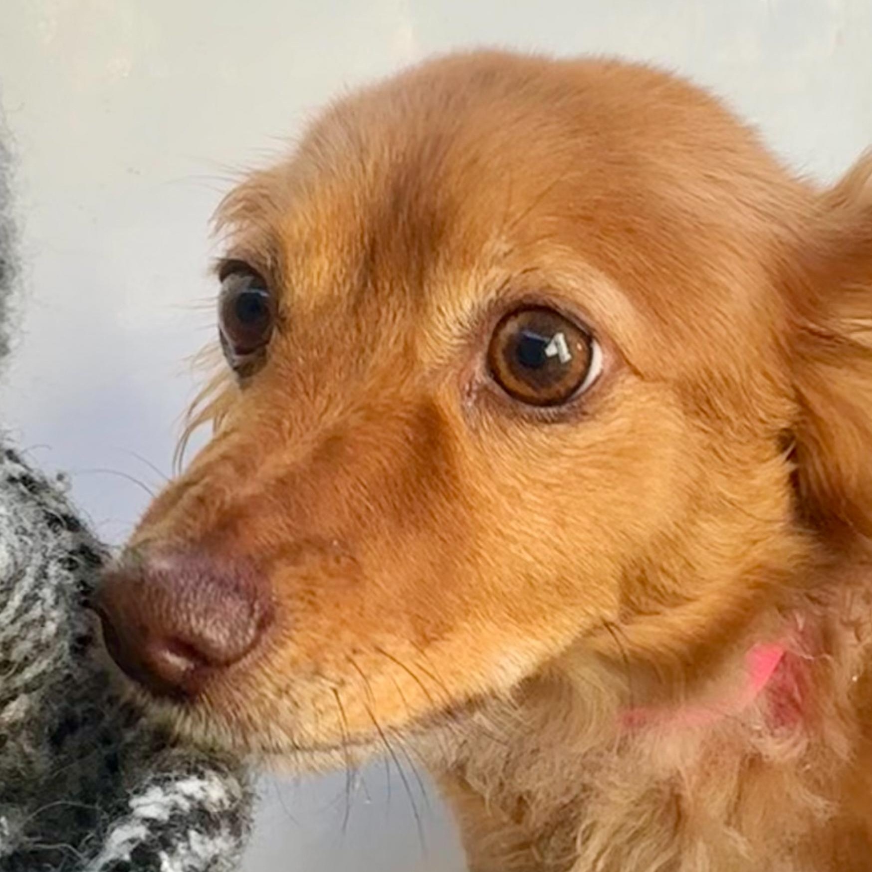 Enlarge FOXIE, a Adoptable mixed breed in Fresno, CA image 5/6