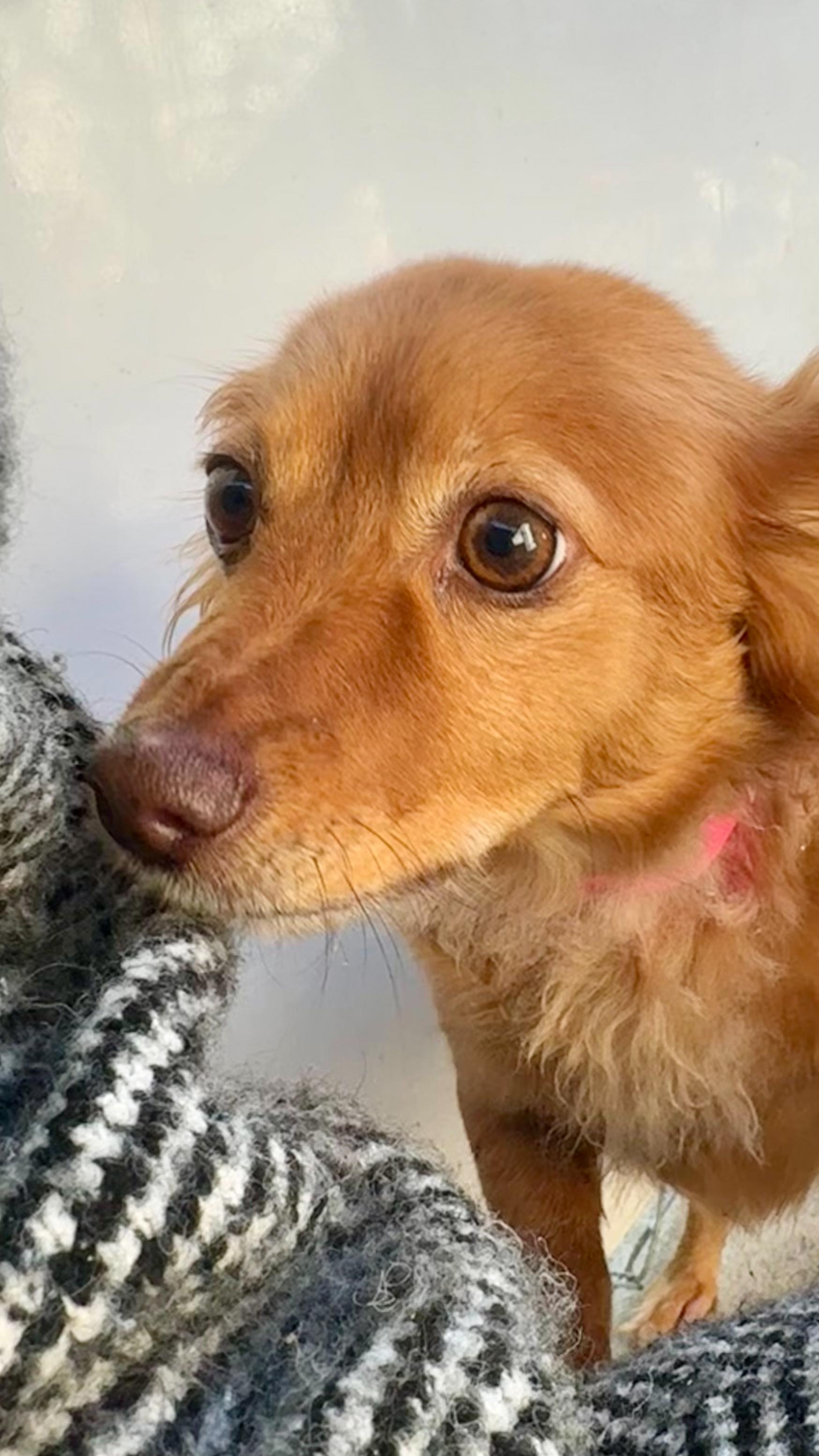 Enlarge FOXIE, a Adoptable mixed breed in Fresno, CA image 3/4