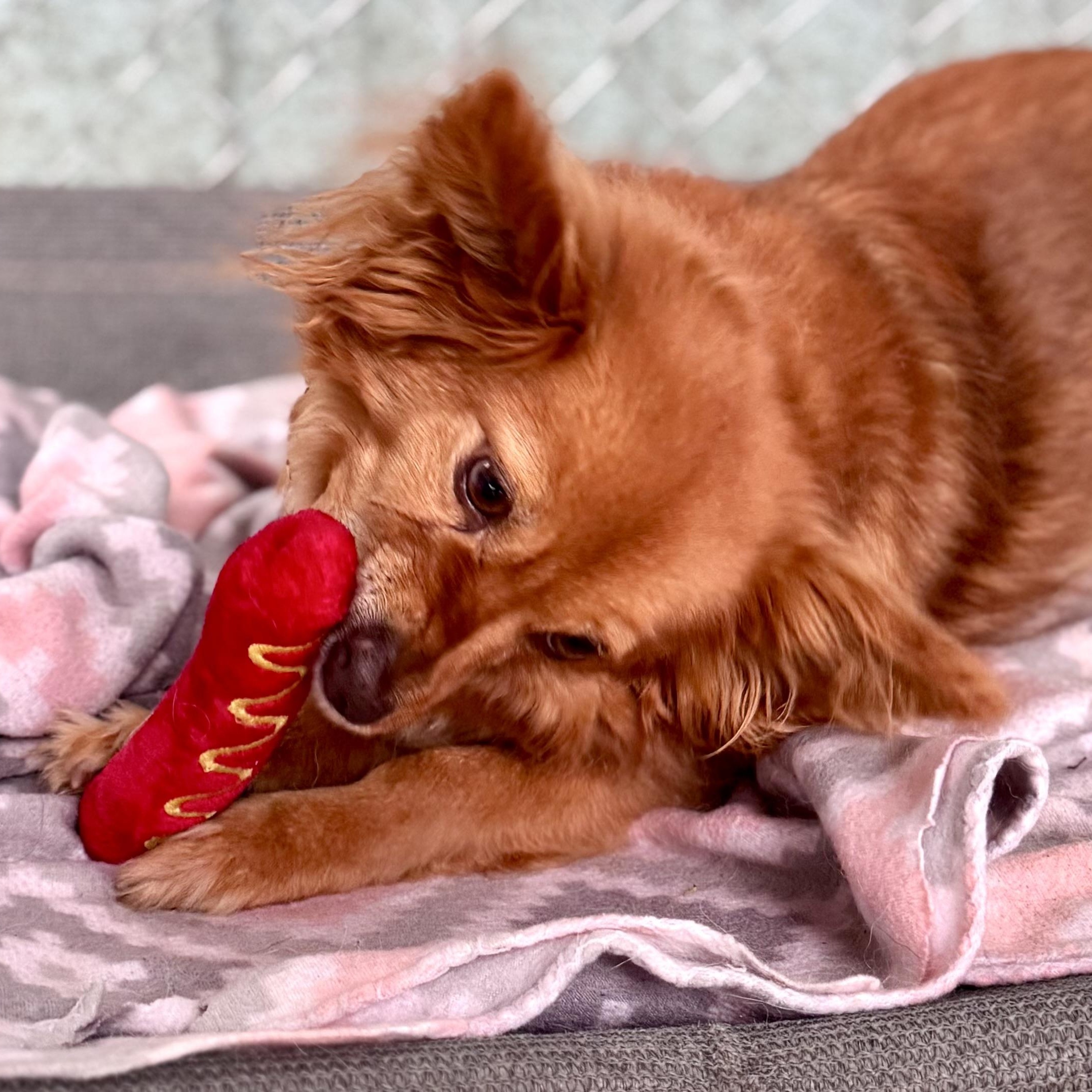 FOXIE, Adoptable, Senior Female Terrier.